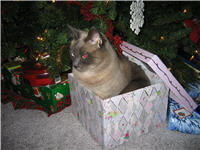 Big cat little box, Koko